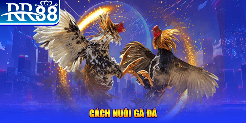 88i win Ws168 Đá Gà